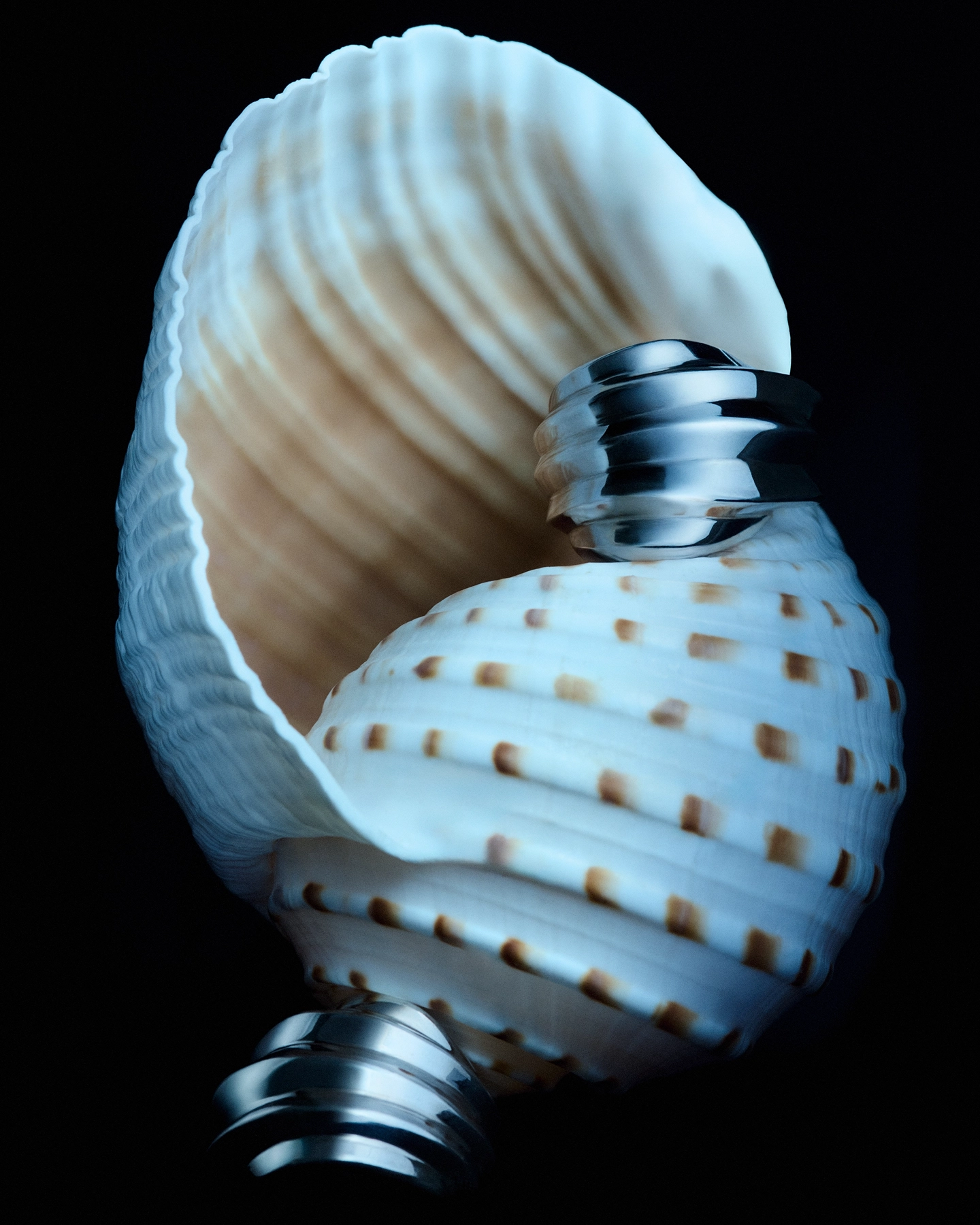 Stacked seashells with silver rings on black background, beauty still life for 5 Eleven Magazine Corals series, makeup by Karissa McLaren